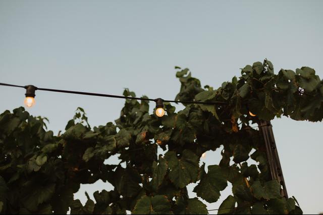 Rooftop Reds - 3