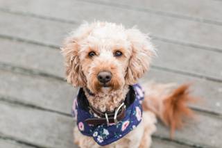 Lauren Dobish Photography - 21