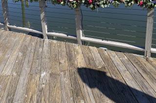 Ivory and Beau - 38