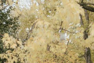 Mustard Seed Gardens - 37