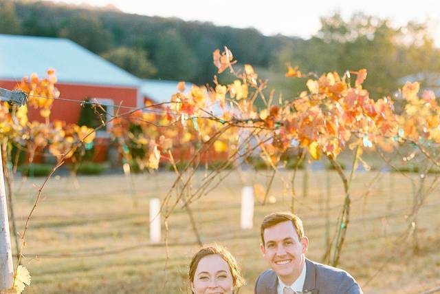 Sassafras Springs Vineyard 5