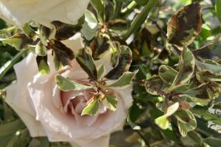 Florence Florals - 14