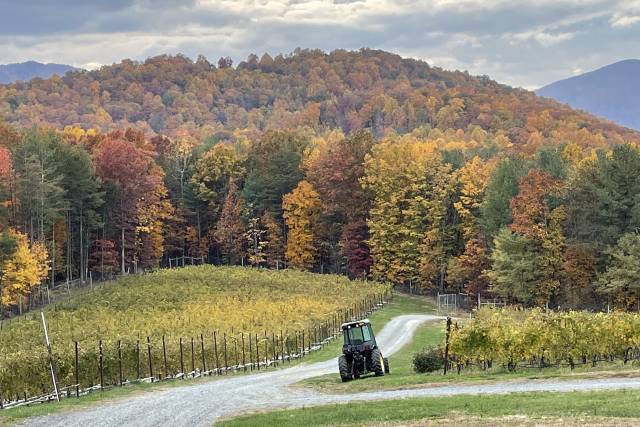 Moss Vineyards 3