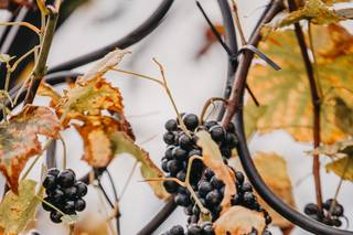 Delaney Dobson Photography - 25