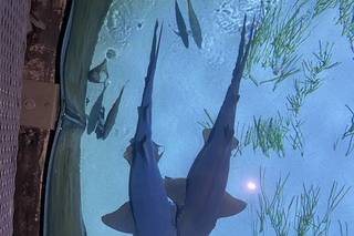 Mote Marine Laboratory & Aquarium - 26
