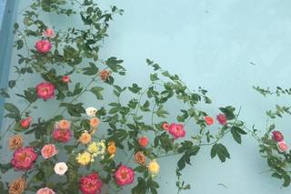 Siren Floral Co - 59
