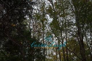 Gray Stone Pines - 29