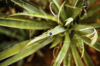 Julia Romano Photography - 7