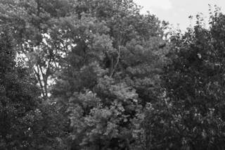 Mustard Seed Gardens - 38