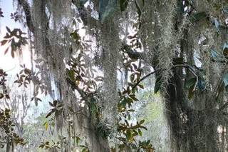 Middleton Place - 20