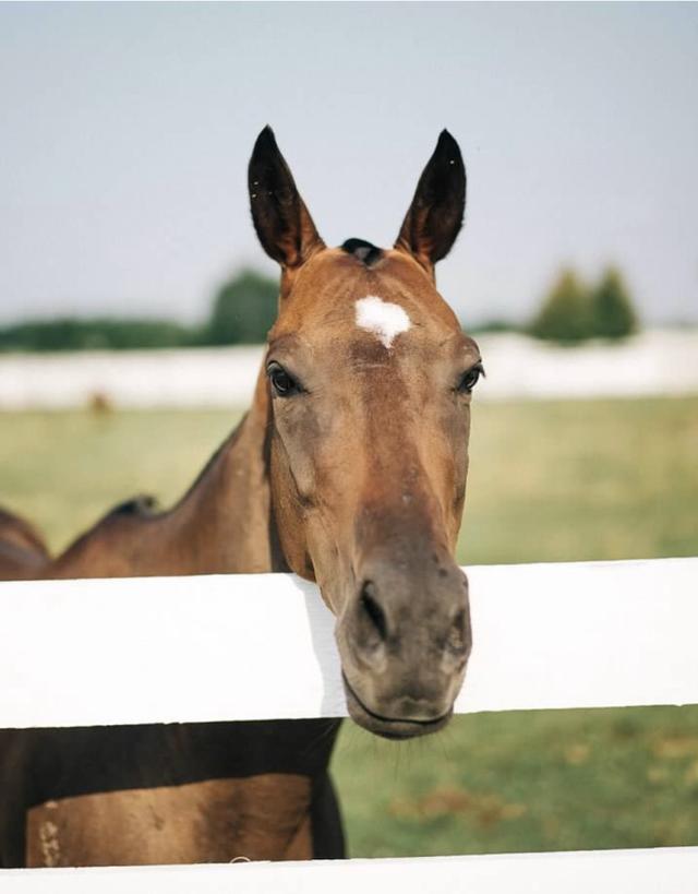 Arranmore Farm & Polo Club - 2
