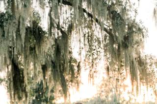 Lindsey Morgan Photography - 7