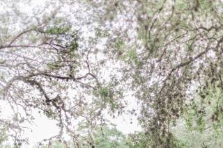 Scenic Springs by Wedgewood Weddings - 7