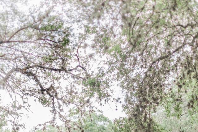 Scenic Springs by Wedgewood Weddings 1