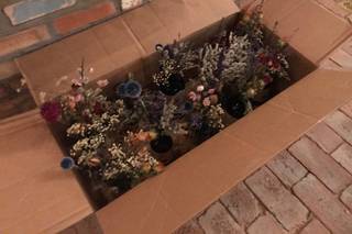 Roxannes Dried Flowers - 7