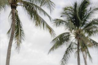 Family Affair Key West Wedding Planning Services - 55