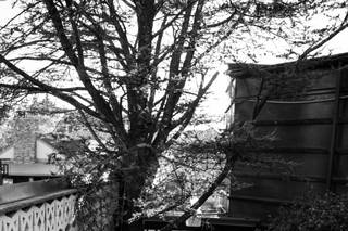 Ralph DePiro Photography - 77