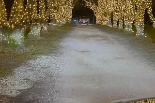 Ever After Farms Flower - 40