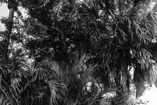 Phocus Photography - 13