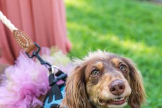 Fox Photography LLC - 14