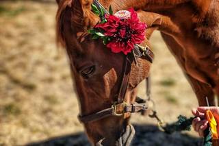 Triple Wren Weddings - 25