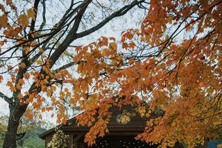 Red Maple Vineyard - 21