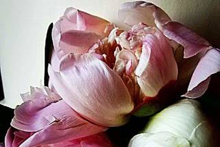 Flowers by K.H. - 62