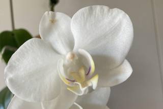 800ROSEBIG Wholesale Wedding Florist - 32