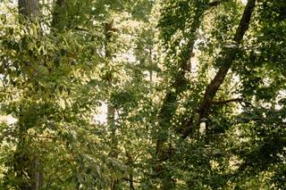 Rev. Nick McDonald - 12