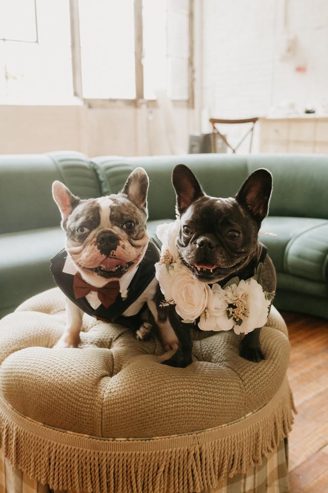 Smile ‘N’ Wag - 2