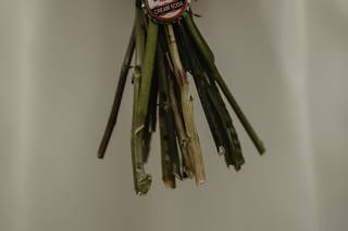 Everlasting Everly Photography - 7