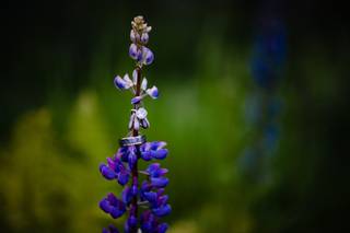 Lindsey Jane Photography - 12