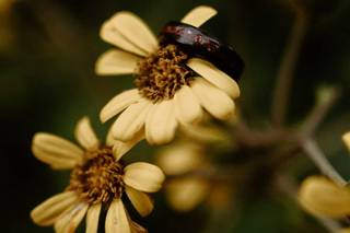 Jasmine Yab Photography - 53