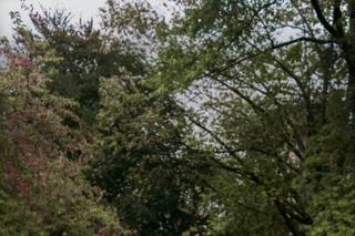 Celebrate at Snug Harbor - 14