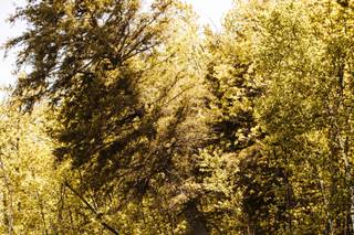 Lace & Brass Events, LLC - 115
