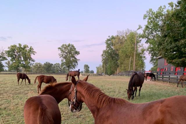 Hermitage Farm 5