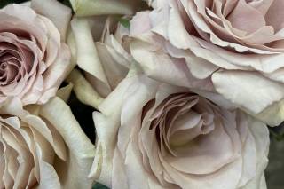 European Floral - 26