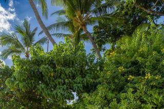 Maui Professional Photography - 16