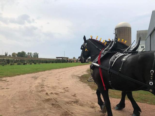 Cinderella Carriage LLC - 1