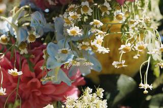 In Full Bloom - 18
