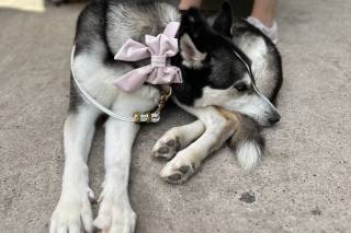 Wedding Tails- PET HANDLER - 9