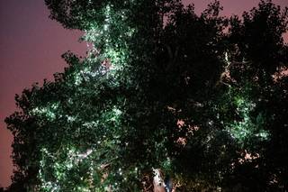 Sonja K Photography - 10