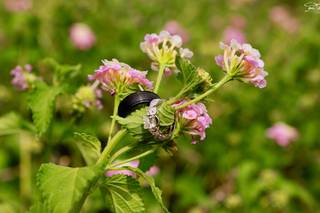 Dalmira Photography - 11