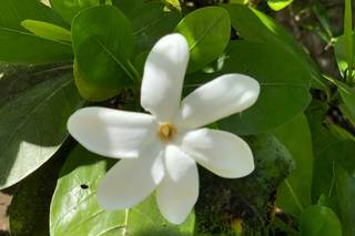 Tahiti.com - 19