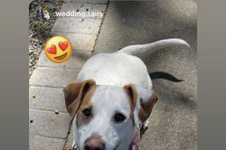 Wedding Tails- PET HANDLER - 14