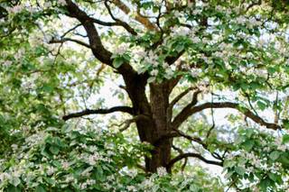 Caswell Farm & Wedding Barn - 36