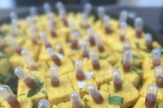 Rupa Vira's Catering Services - 30