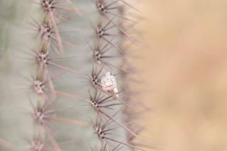 Dana Arnold Photography - 54