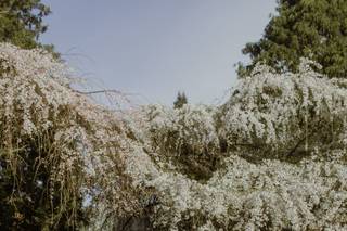 Rooted & Wild - 37
