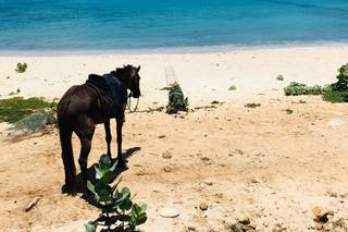 The Tropical Travelers - 11